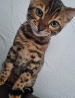 Reinrassige Bengal Kitten - Laufach