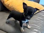 Süße reinrassige Chihuahua Welpen - Buseck