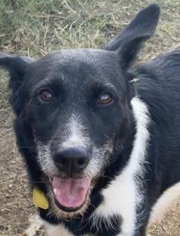 Schönheit SARRA wartet im Tierheim - Sehnde