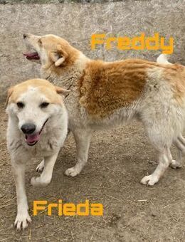 Freddy und Frida, freundlich - Westerholt