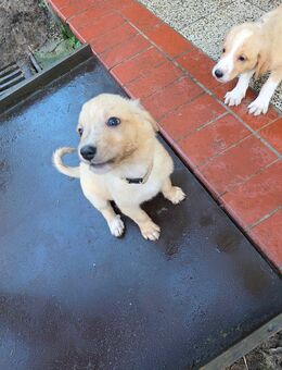 Mischlingswelpen suchen zuhause 🥰 - Wustrow (Wendland)