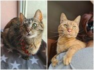 💞Portocala🐈 & Tzipy🐈- Schmusekatzen - Eislingen (Fils)