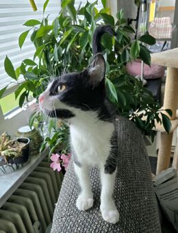 Babykatzen, Katzenbaby, Kitten. Abgabebereit. - Marsberg
