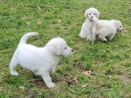 Labradoodle, mittelgross, geimpft, gechipt, - Bücken