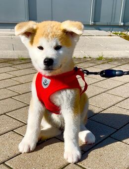 Reinrassiger Akita Inu Welpe abzugeben - Esslingen (Neckar)