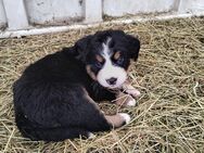 Appenzeller-Berner Sennenhund - Legau