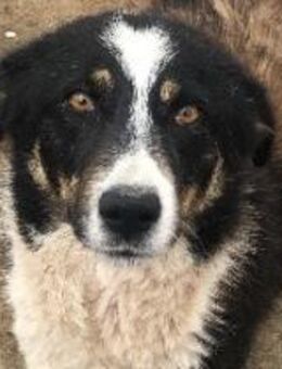 💔 Wunderschöne, traurige Tina - Mannheim