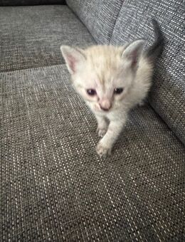 Siam katzen reinrassig 5stück - Düren