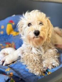 Menschenbezogene, liebe Mishka - Kallmünz