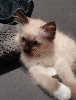 Kitten, Birma, Weibchen - München