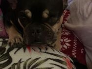 Französische Bulldogge dringend - Gelsenkirchen