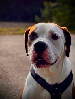 Rüde sucht erfahrenes, ruhiges Zuhause (Vermittlung) - Großenkneten