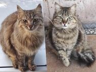 Aliki und Daisy aus dem Tierschutz - Grevenbroich