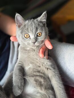 Kitten - Krefeld
