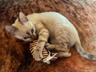 Bengal Kitten, Mini Leoparden in traumhafter Optik - Wriezen