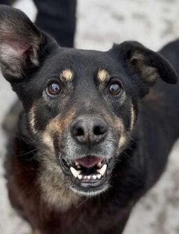 Balto sucht liebe Menschen - Neuhausen (Fildern)
