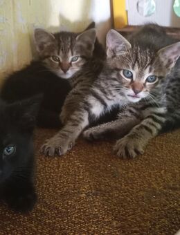 2 der Babys aus dem Mai 2025 möchte ich gern abgeben - Ückeritz