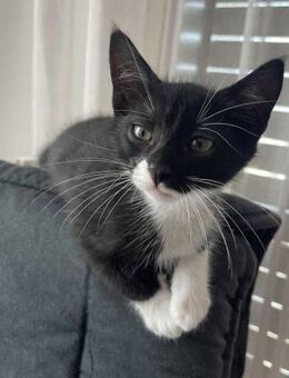 Angie - der kleine Engel ohne Flügel - Kirchheim (München)