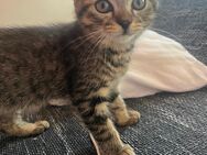 Kleine kitten zu verkaufen - München