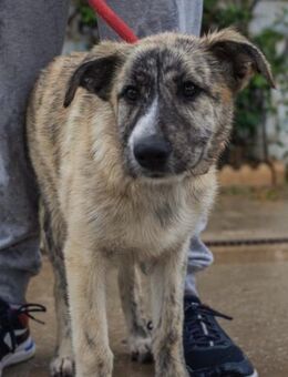 Luni möchte endlich eine Familie haben - Laatzen