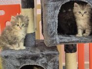 Perser Kitten suchen Zuhause - Berlin Reinickendorf