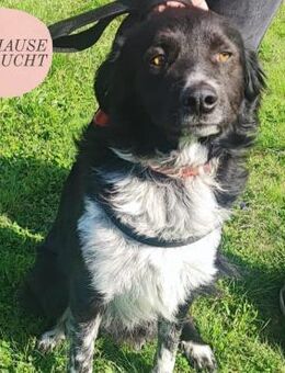 BRUNO sucht sein Für-immer-Zuhause ❤️ - Saarbrücken