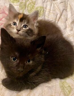 Noch zwei süße Maine Coon/Ragdoll Babys abzugeben - Erftstadt