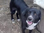 🐾 Liebe Emma sucht... - Meuselwitz