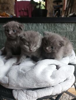 ** Kitten zu verkaufen ** - Ruppichteroth