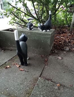 Katzen Beton - Essen