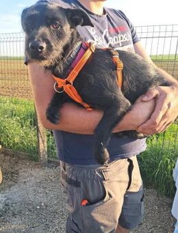 Luna, kluges Terrier Mix Mädchen - Remagen