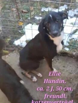 Ellie -freundliches Hundemädchen sucht - Gelenau (Erzgebirge)