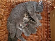 5 Reinrassige BKh kitten 4 Kater & 1 Katze - Magdala