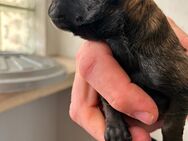 Malinois Welpen - Bielefeld Dalbke