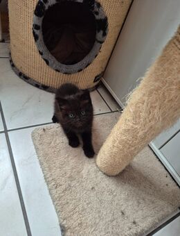 Kitten Kater Babykätzchen - Rheinfelden (Baden)