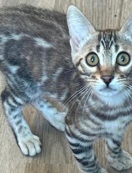 Bengal Kater Silber Platz vor Preis - Castrop-Rauxel