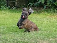 Cairn Terrier Welpen - Neumünster