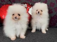 Pomeranian Zwergspitz Spitz Welpen - Iserlohn