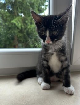 Hauskatze kitten Main Coon Mix - Messel