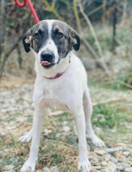 AYOKA 😍 ist so süß und lieb - Mylau