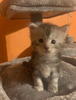 Reinrassige Main Coon Kitten - Duisburg