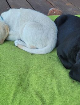 Abgabebereit Goldador/Labrador Retriever/Golden Retriever - Markkleeberg