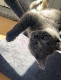 BKH Kitten / Britisch Kurzhaar - Hamburg