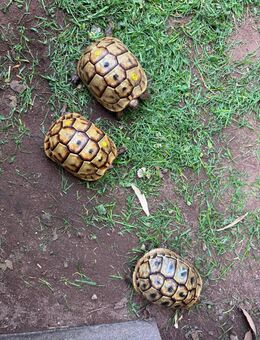 Maurische Landschildkröten Nachzuchten 2018-2025 aus Freilandhaltung - Leverkusen