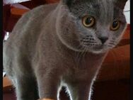 BKH Britisch Kurzhaar Kater 1.Jahr abzugeben - Bad Säckingen
