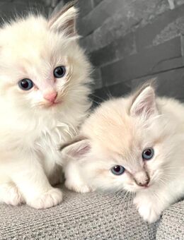 Wunderschöne Ragdoll kitten - Neu Eichenberg