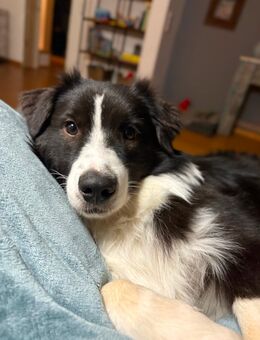 Australian Shepherd - Gelsenkirchen