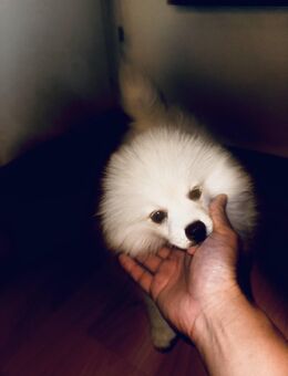 Pomsky Rüde – cremefarben – sehr süß Mini Husky - Raunheim