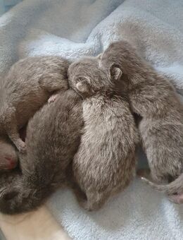 BKH Kitten - Nördlingen