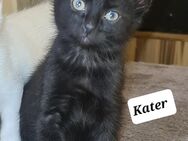 Maine Coon Mix Kitten 2 Kater - Düren